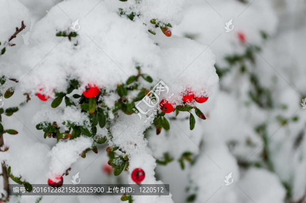 雪莓
