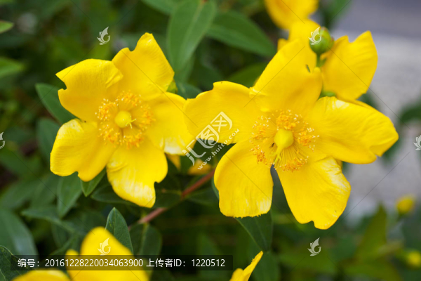 黃色的花