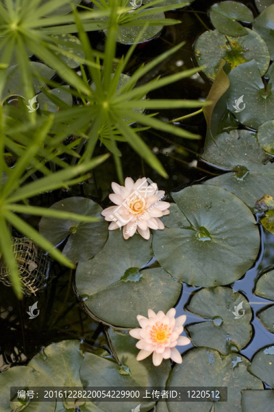 睡蓮；水百合
