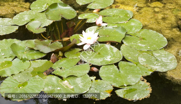 睡蓮；水百合
