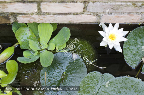 睡蓮；水百合