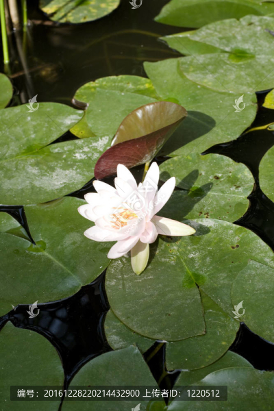 睡蓮；水百合