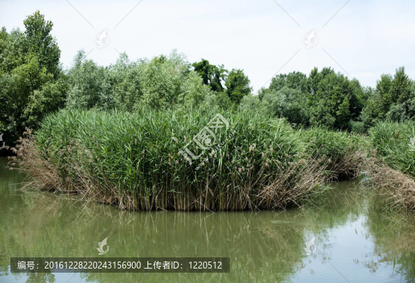 湖
