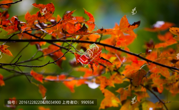 秋色,紅葉