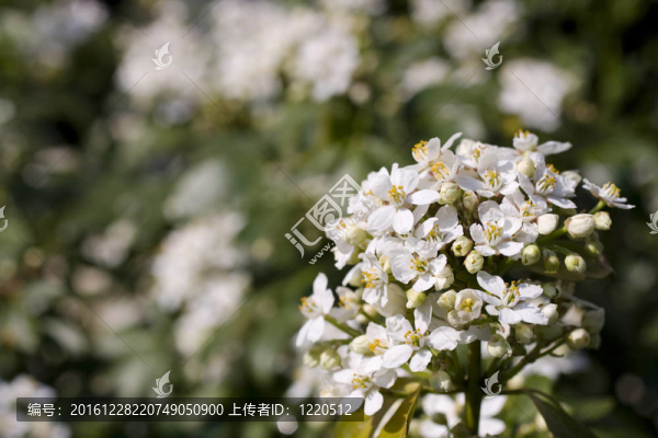 櫻花盛開