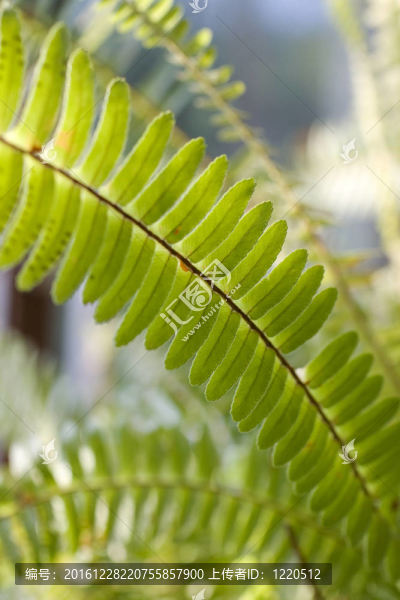 蕨類植物