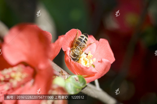 紅花小蜂