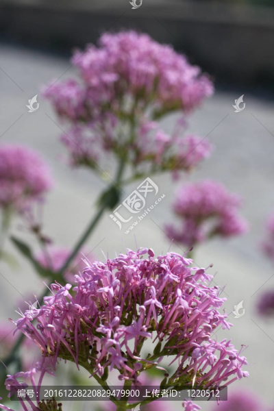 粉紅色的花