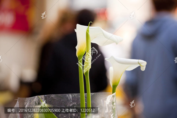白色馬蹄蓮