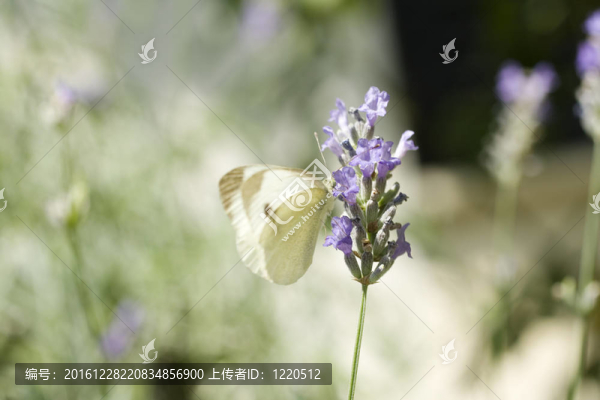 在薰衣草花蝴蝶