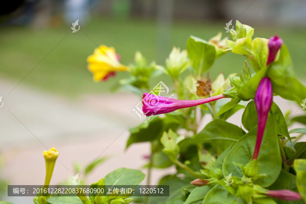 花