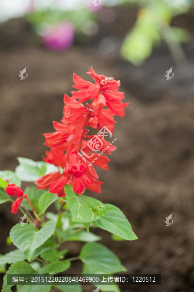 床上的花