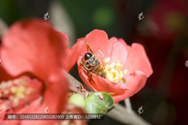 紅花小蜂