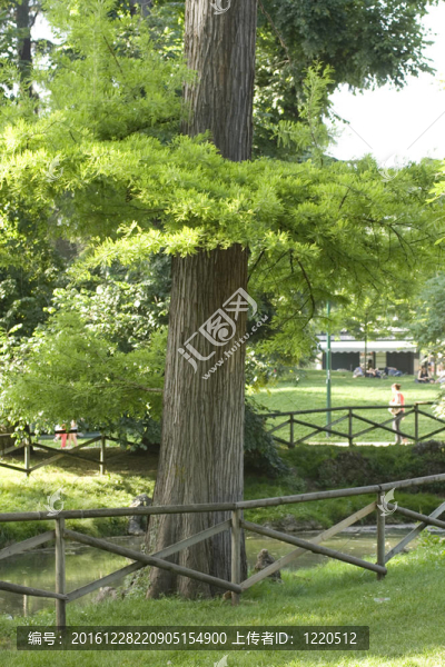公園里的樹
