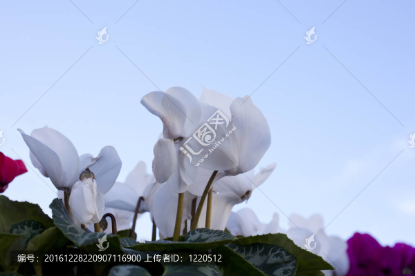 仙客來