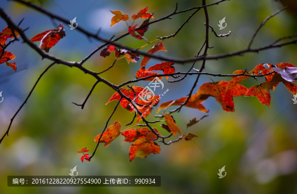 秋色,紅葉