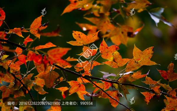 秋色,紅葉