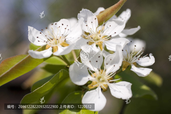 櫻花盛開