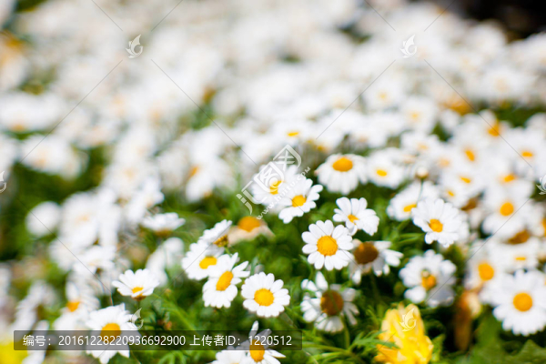 雛菊