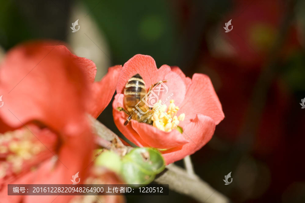 紅花小蜂