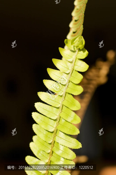 蕨類植物