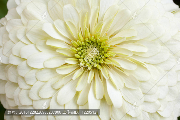 太陽花