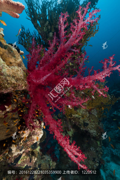 紅海中的熱帶珊瑚礁和魚類。