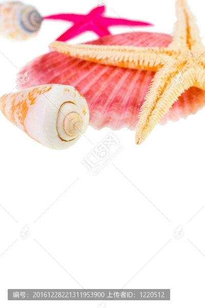 貝殼