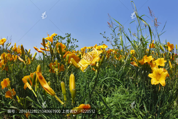 百合花盛開的花園