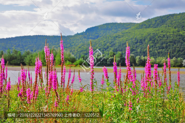 迷人的湖和花