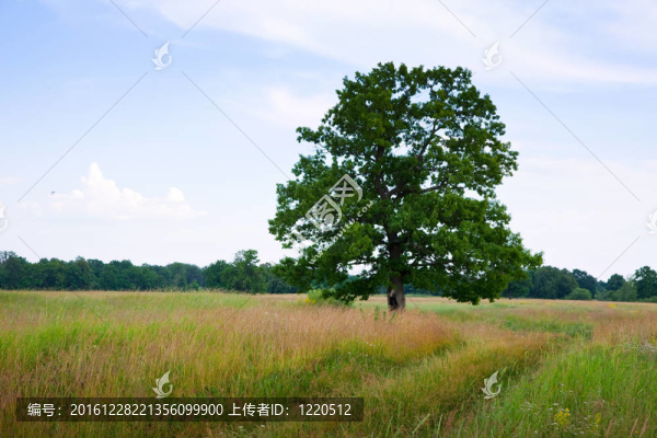 草地上的一棵橡樹