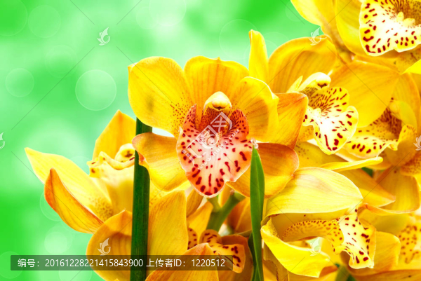 蘭花花特寫