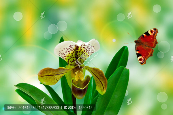 蘭花花特寫