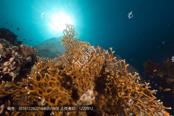 紅海中的珊瑚和魚(yú)。