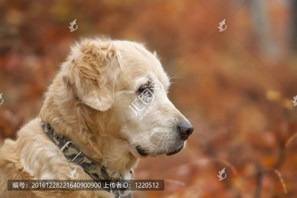 獵犬在紅色背景的肖像
