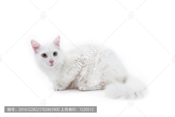 白色的貓