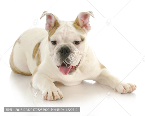 斗牛犬