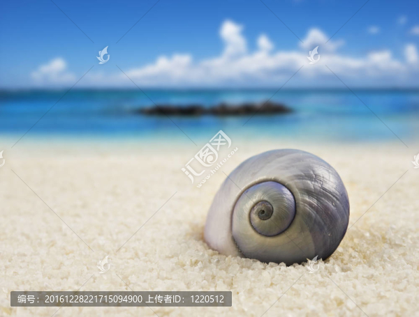 海灘上一個美麗完美的貝殼