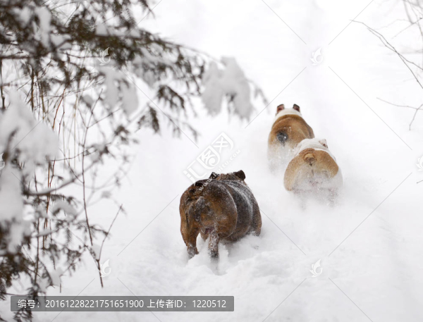 狗在雪地里奔跑
