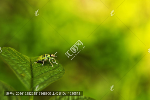 甲蟲(chóng)。