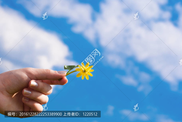 花在手中