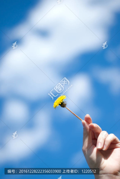 手中的蒲公英