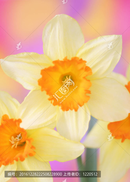 水仙花
