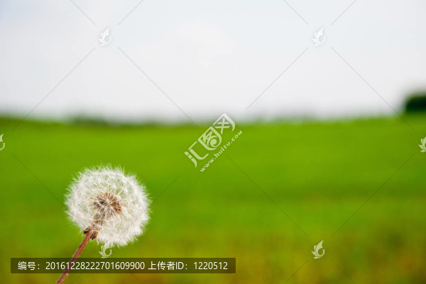 草地上的蒲公英