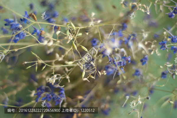 干花背景