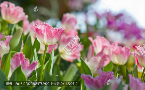 美麗的粉紅色郁金香花在五顏六色的花園