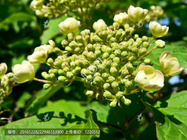 樹上的花蕾