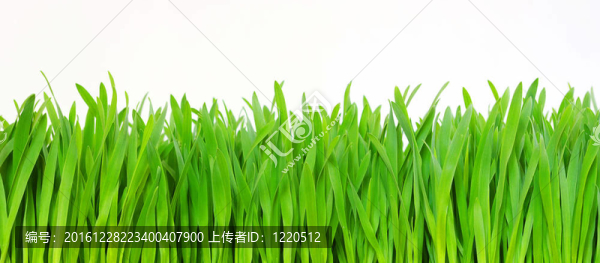 綠色的草