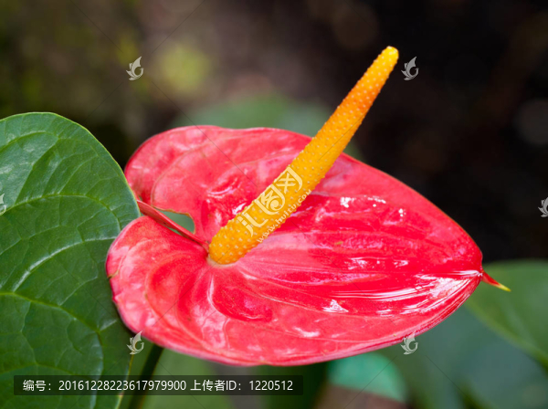 obake紅掌花