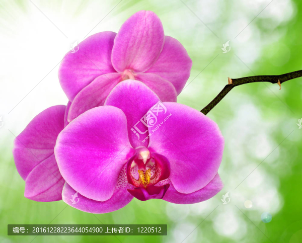 紫色的蘭花